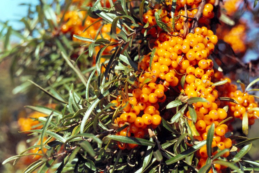 Облепиха крушиновидная херго