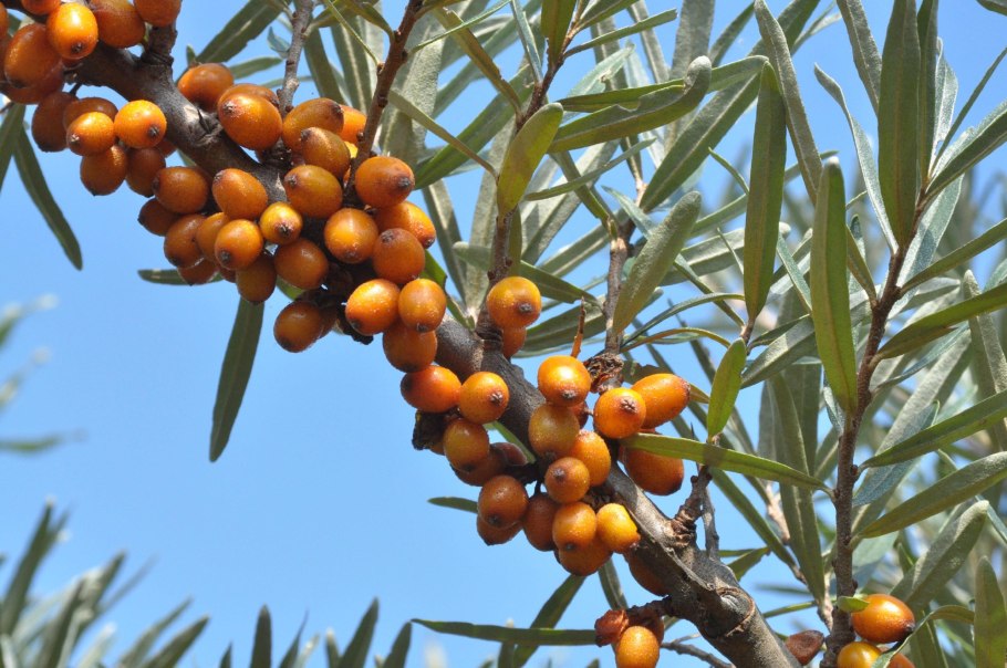 Облепиха крушиновидная Friesdorfer Orange