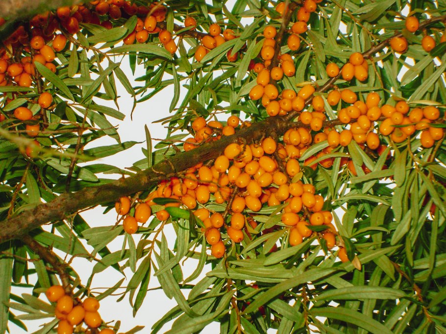 Облепиха крушиновидная frugana