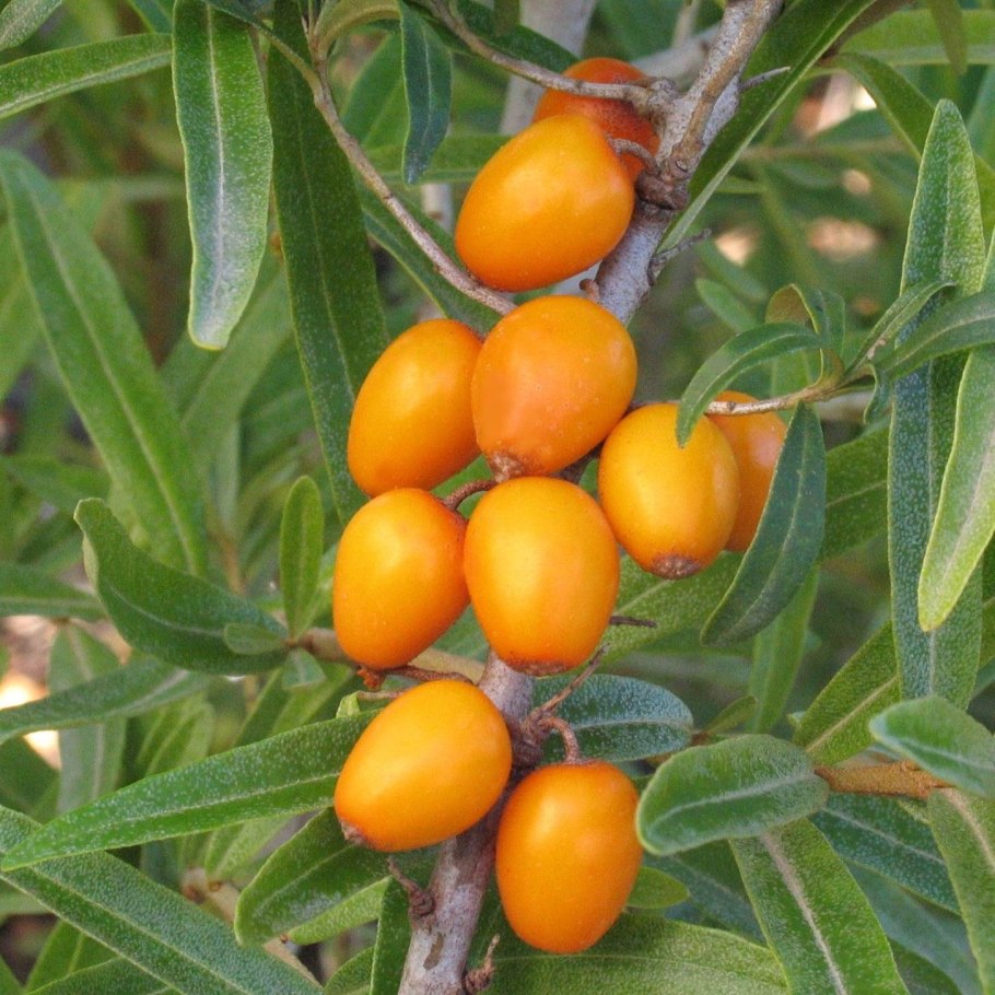 Облепиха "Краснокарминовая"