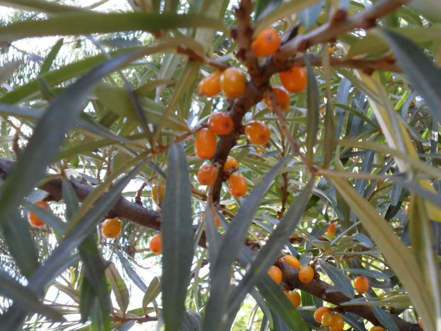 Облепиха иволистная (Hippophae salicifolia l.)
