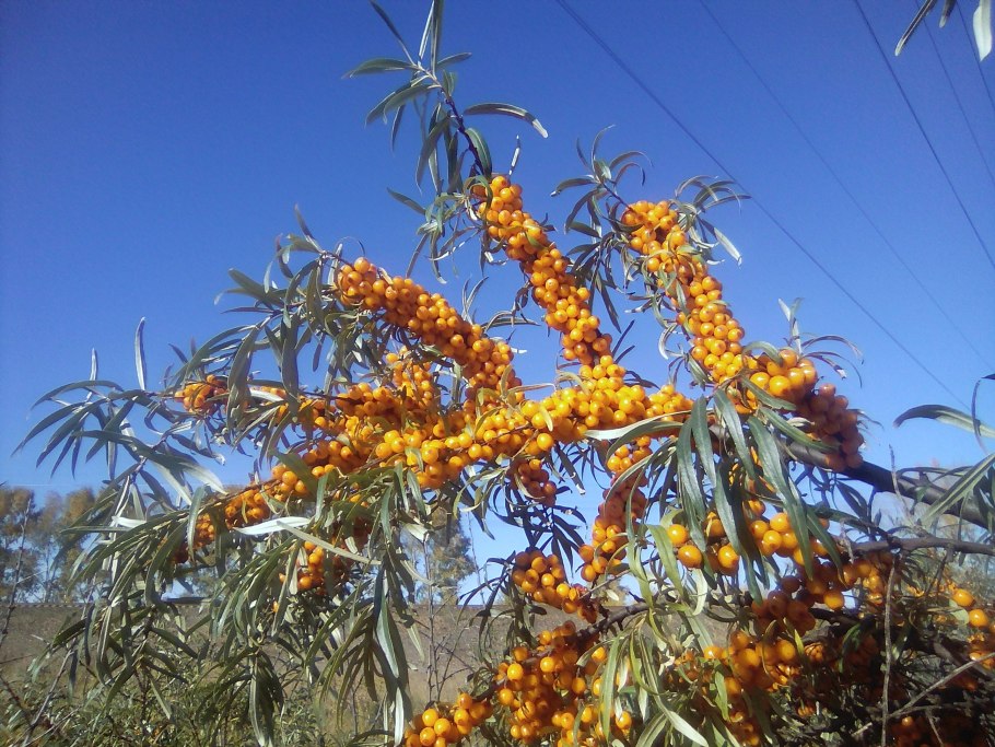 Облепиха крушиновидная крона