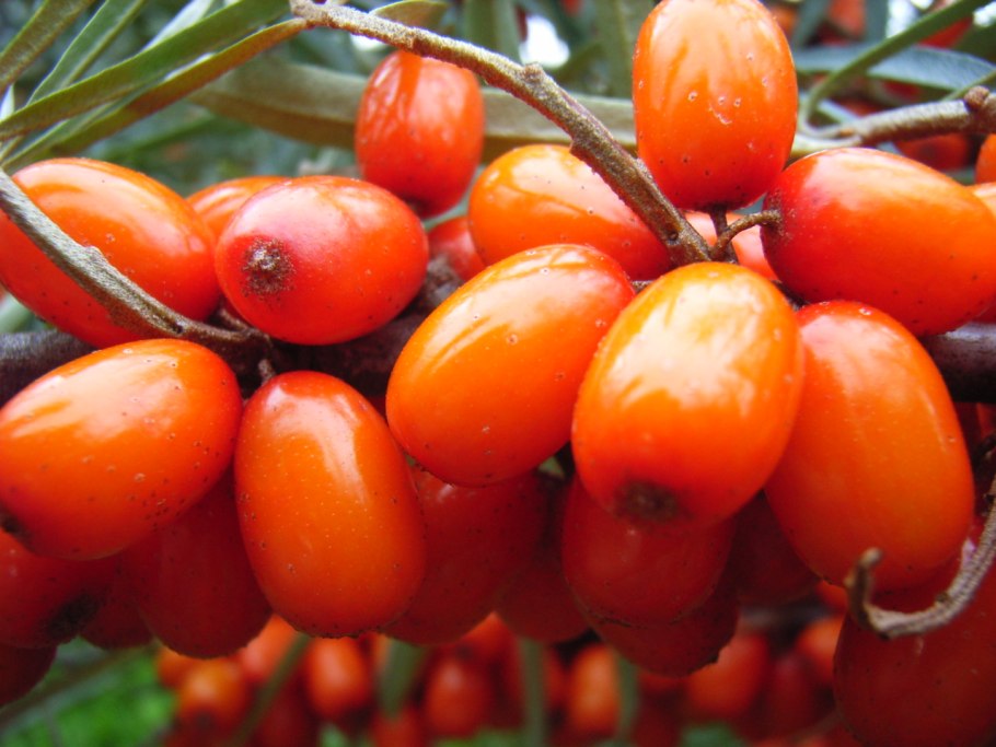 Облепиха кустовая байкальский рубин