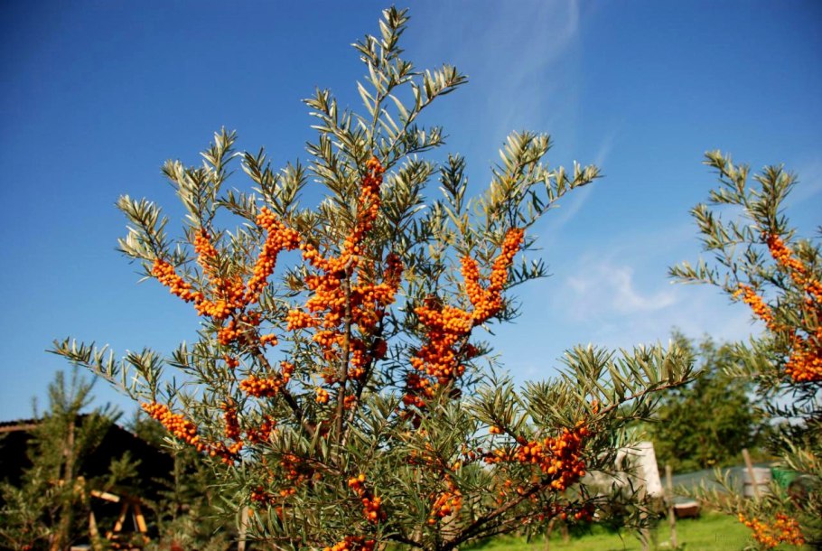 Облепиха hippophae rhamnoides