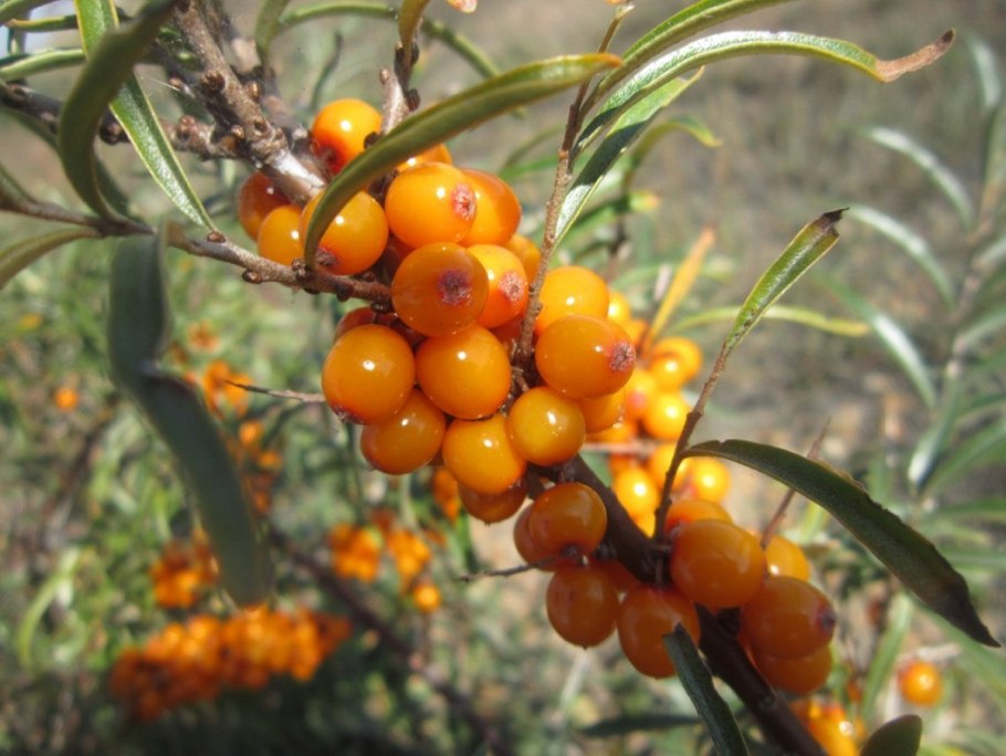 Облепиха крушиновидная куст