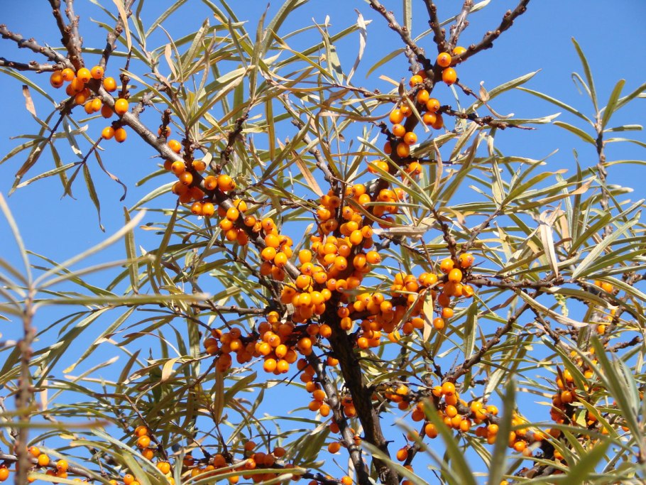 Байкальский Рубин облепиха