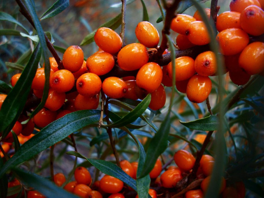 Облепиха джемовая