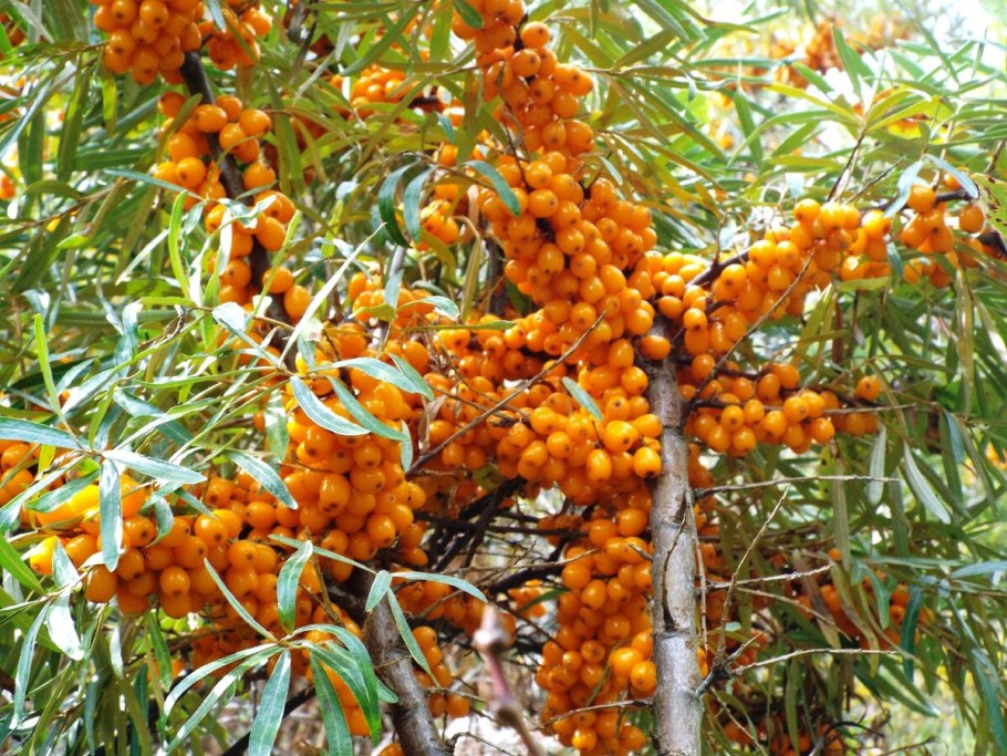 Облепиха крушиновидная (Hippophae rhamnoides Julia) p9