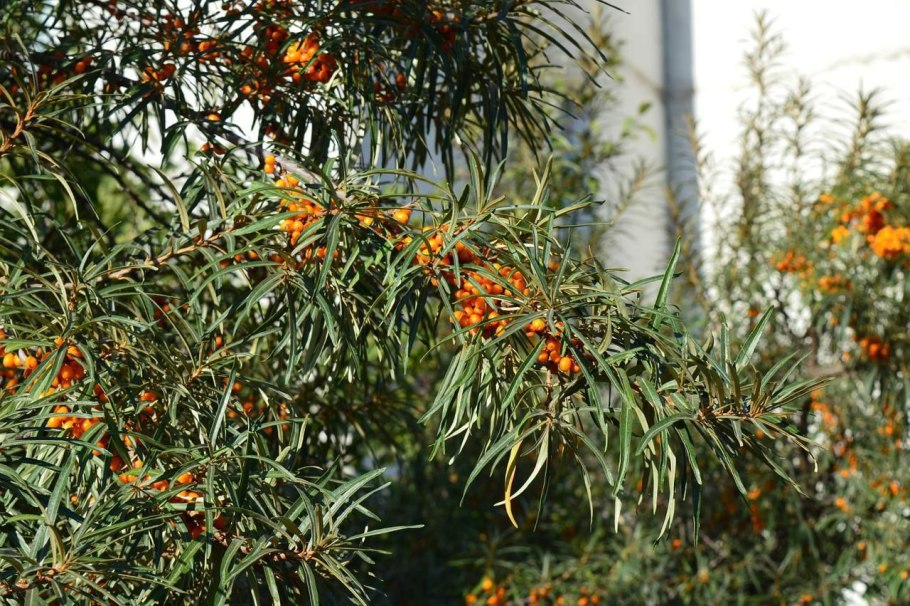 Ива лохолистная