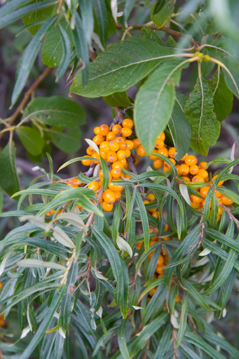 Облепиха крушиновидная ПОЛМИКС