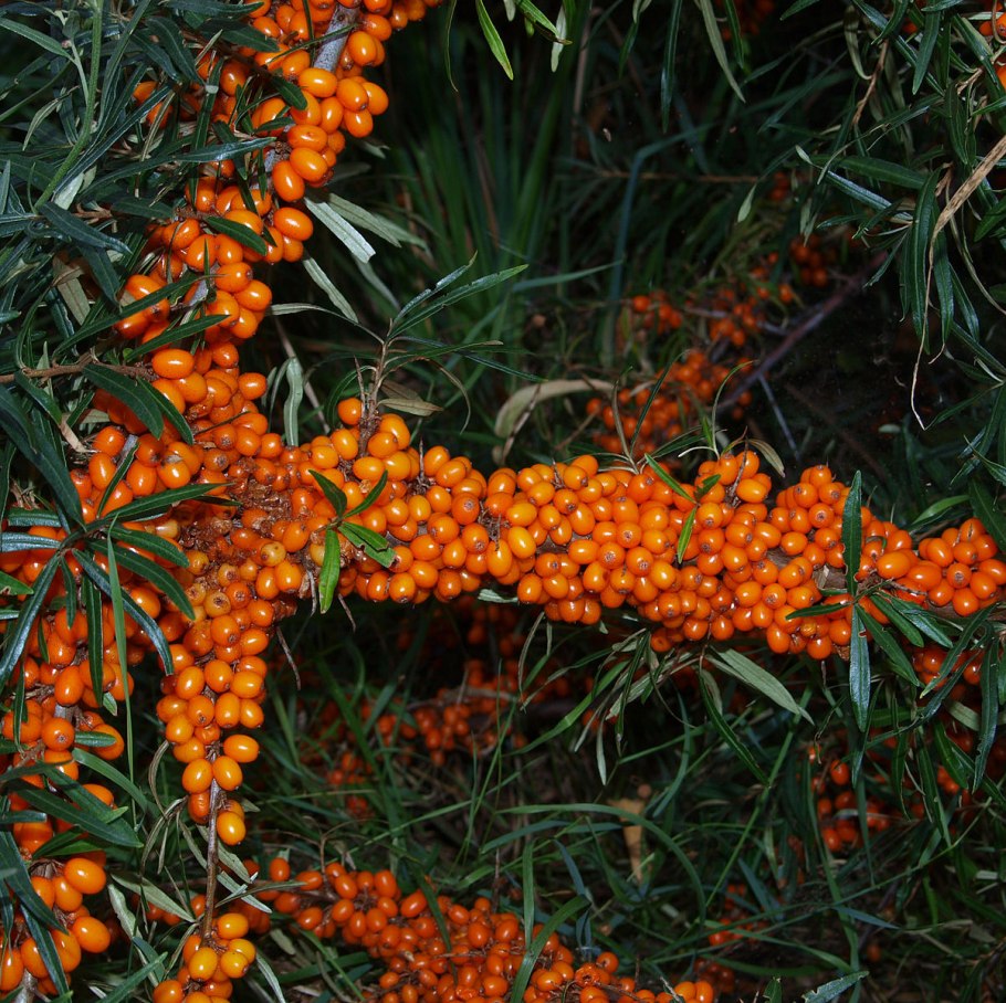 Облепиха крушиновидная