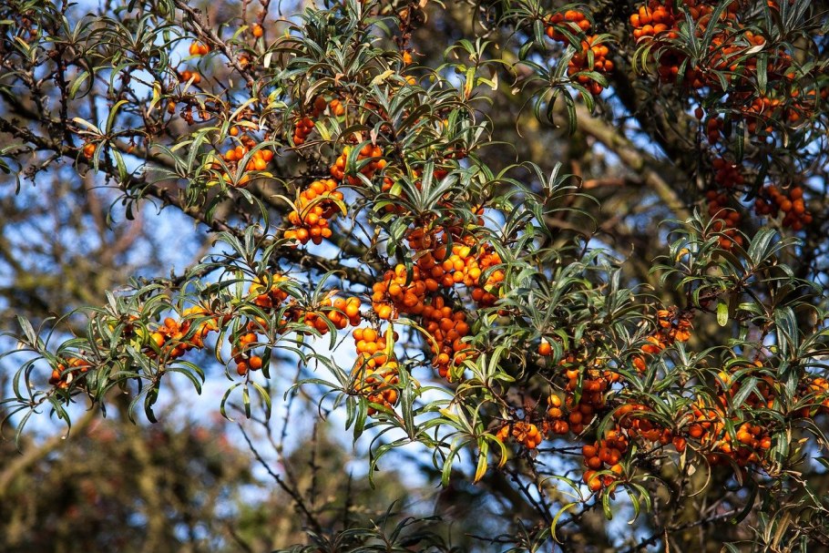 Облепиха hippophae rhamnoides