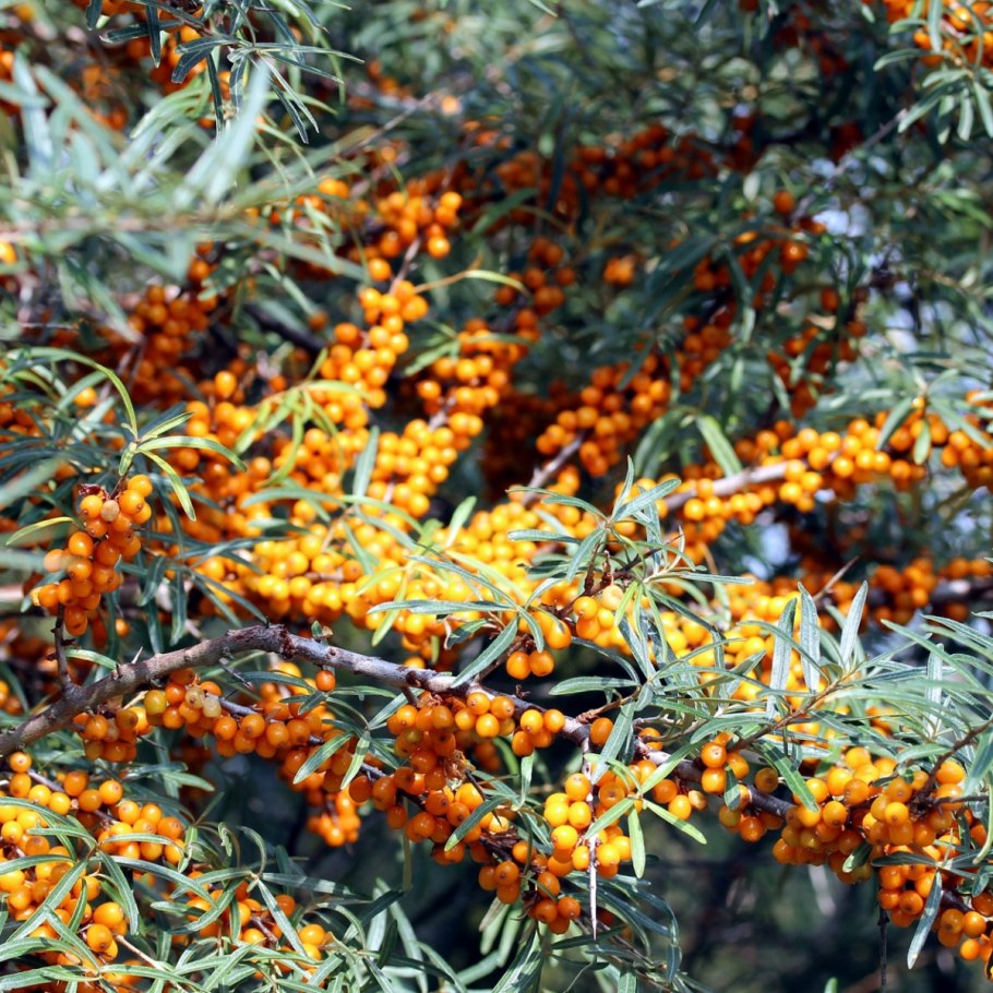 Облепиха крушиновидная