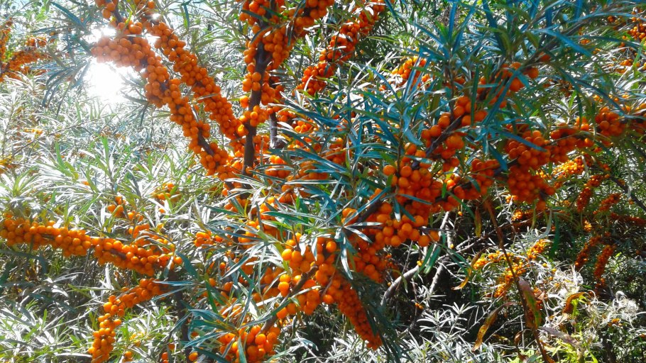 Облепиха крушиновидная цветение