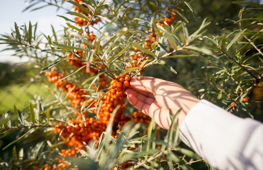 Облепиха 250 г