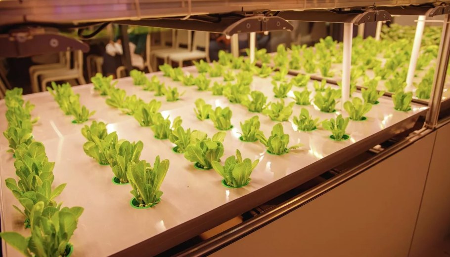 Гидропонная ферма