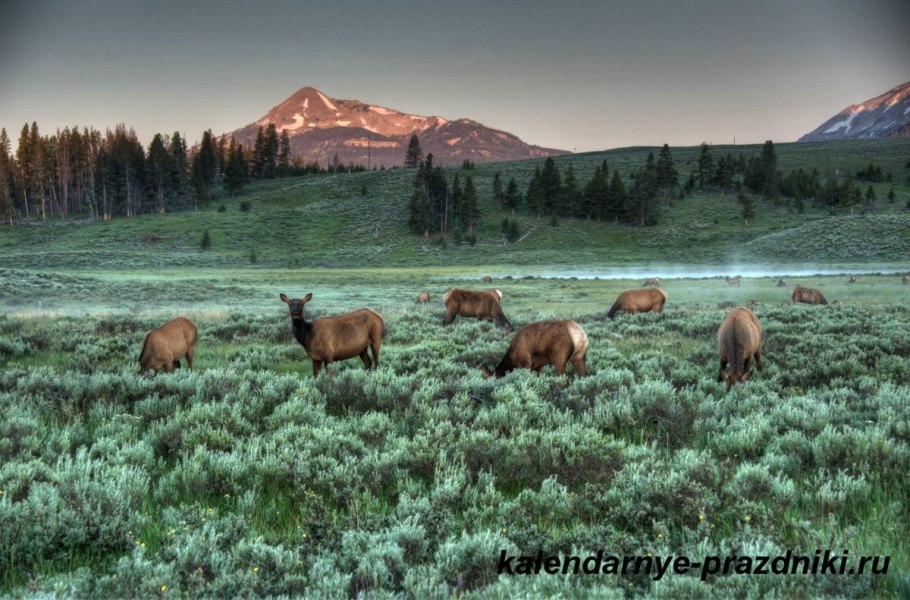 Редктерастения Евразии