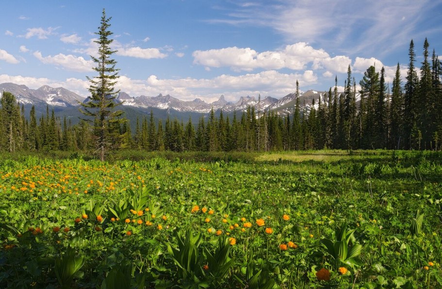 Люпиновые Луга Алтай