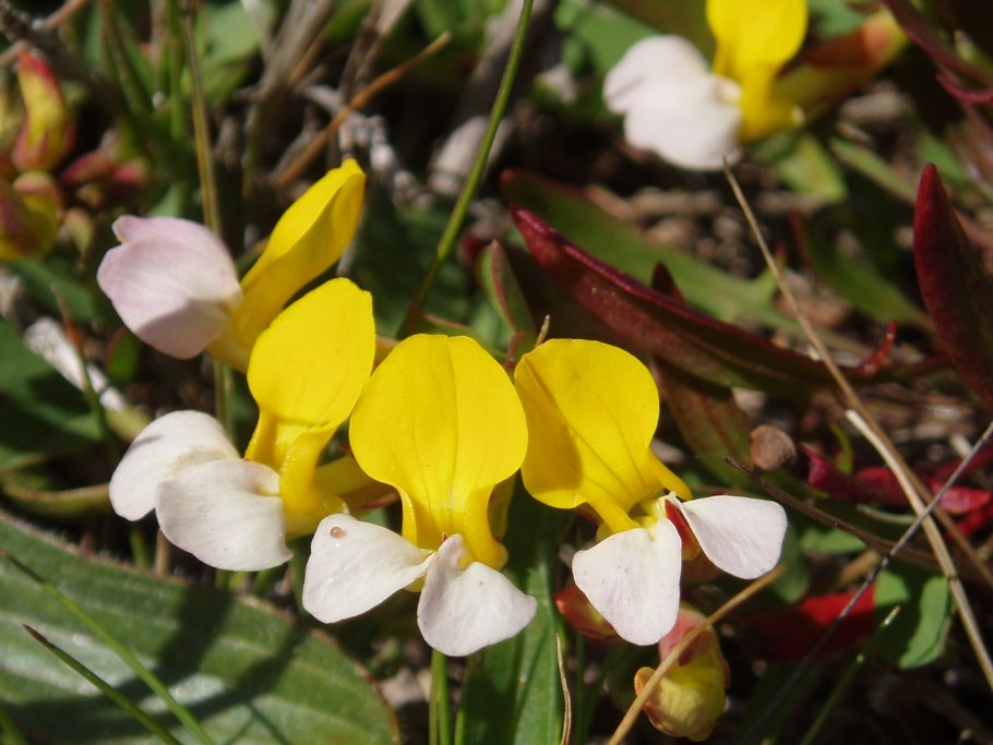 Лядвенец рогатый