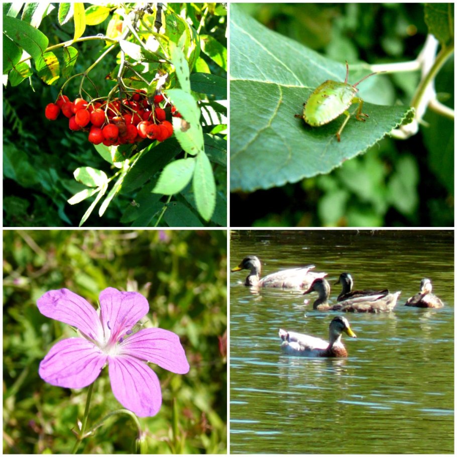 Цветы пресного водоема