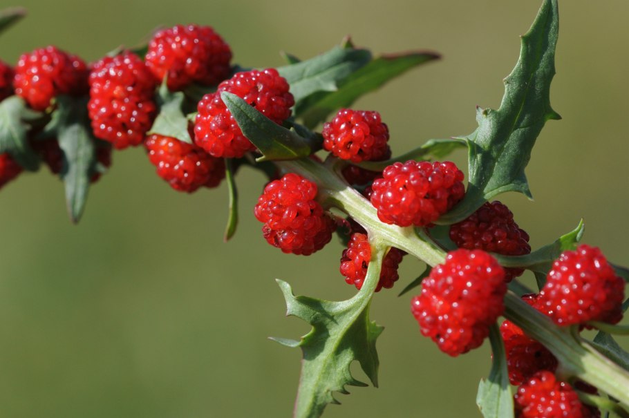 Chenopodium foliosum