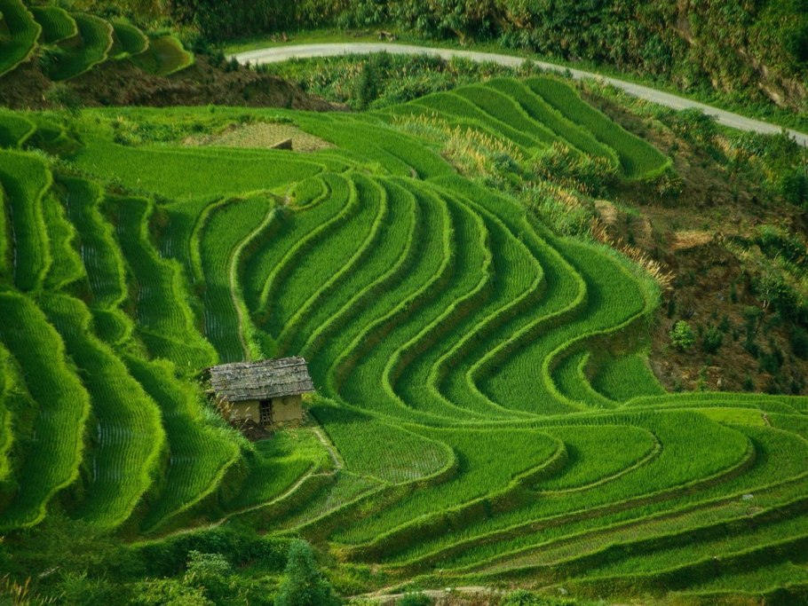 Рисовые террасы в му кан чай вьетнам
