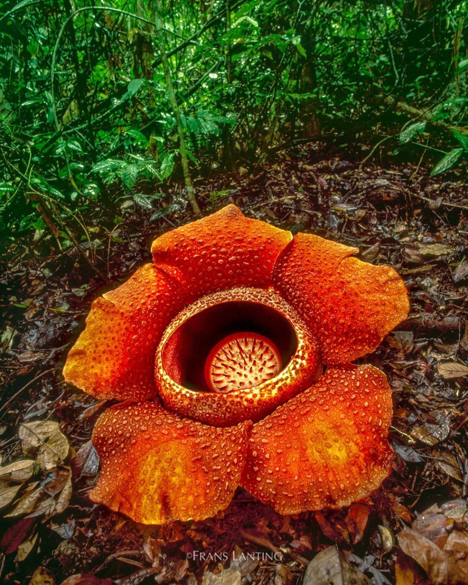 Раффлезии арнольди