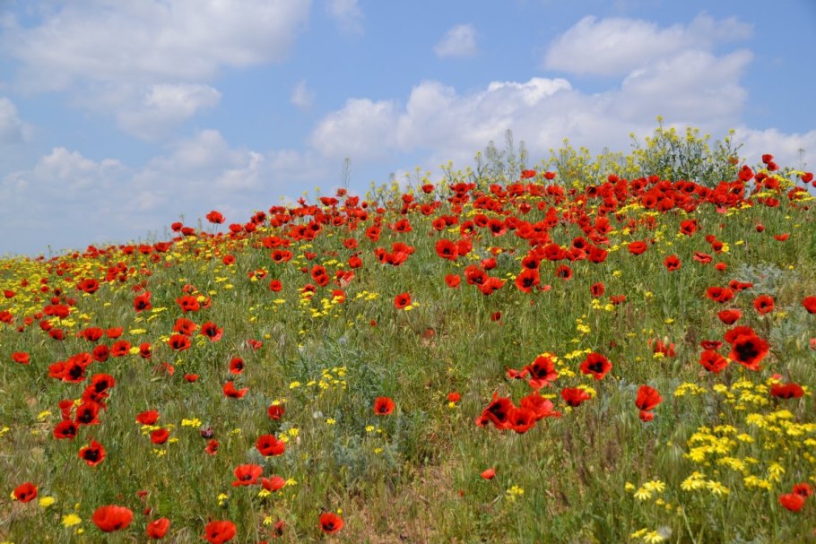 Калмыкия маковые поля