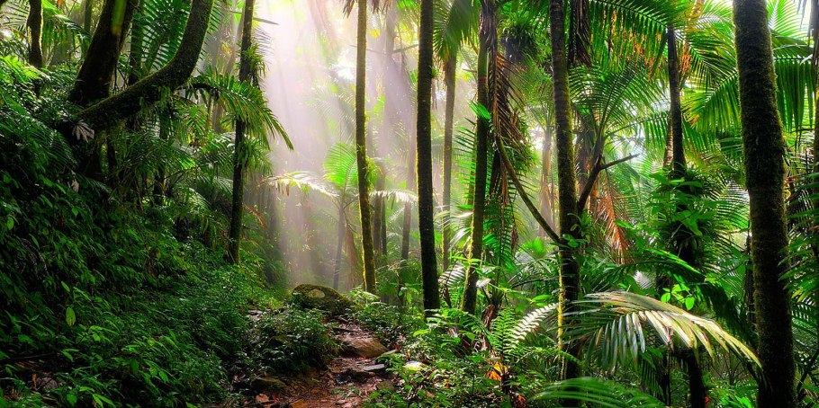 Пуэрто Рико национальный парк Эль-Юнке