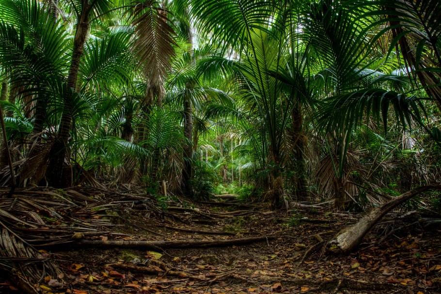 Австралия экваториальный лес пальмы