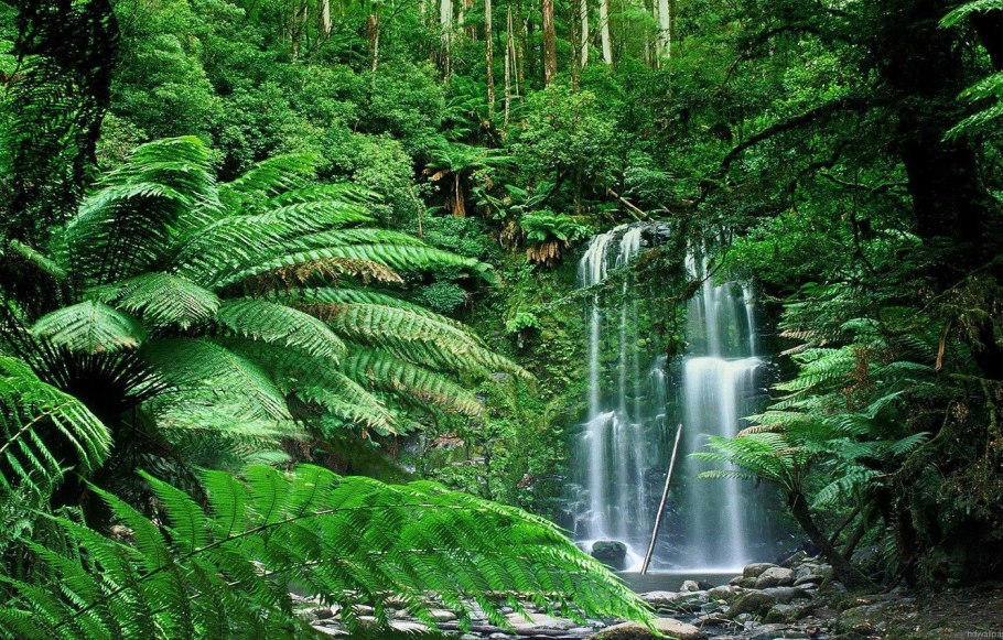 Тропические леса Сельва