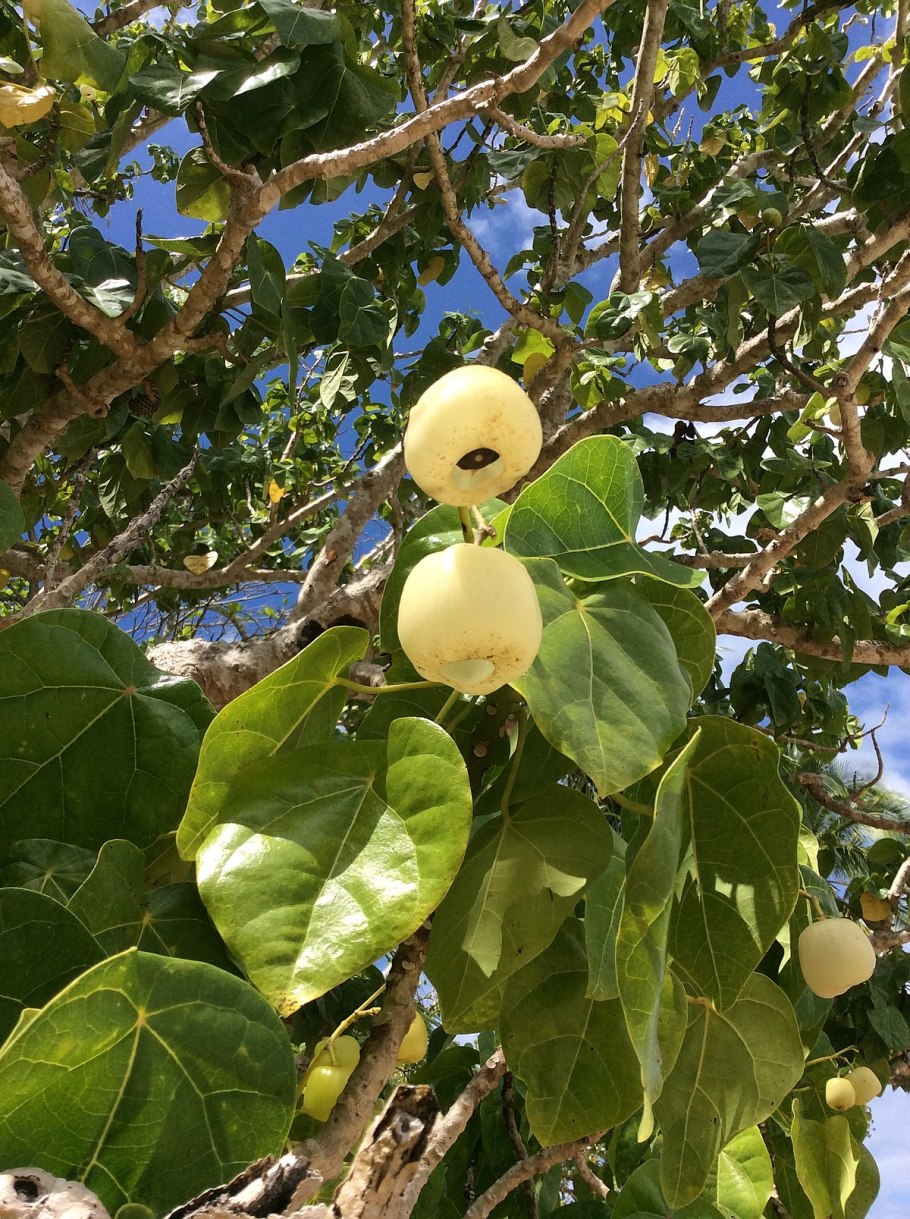 Семейство эрнандиевые