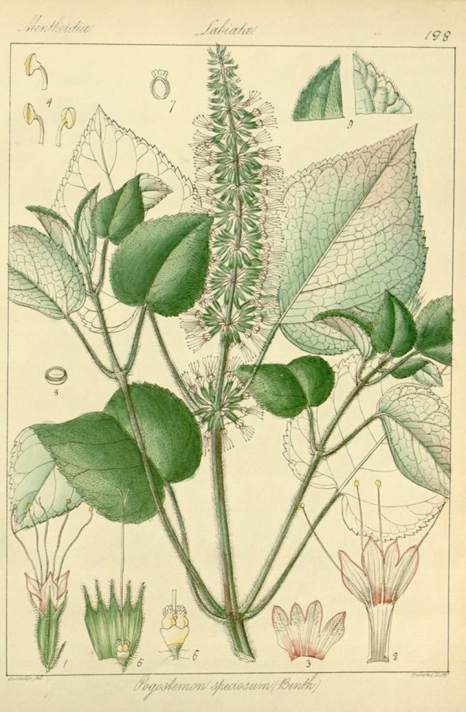 Миртовые (подсемейство)