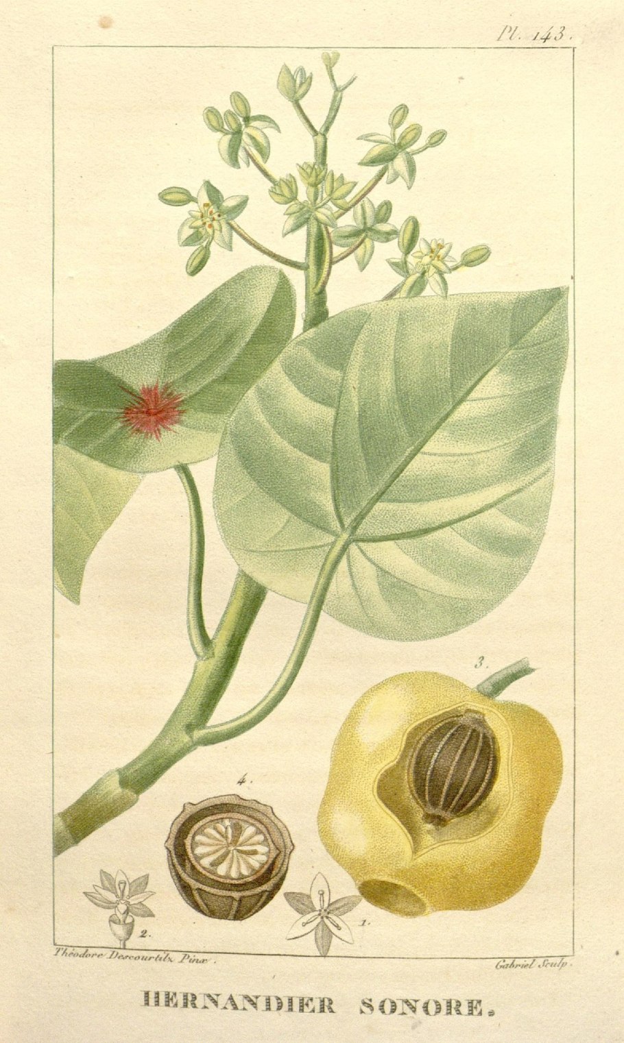 Эрнандия кувшинколистная