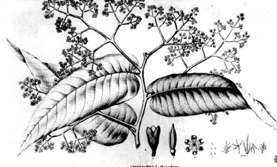 Boesenbergia Rotunda