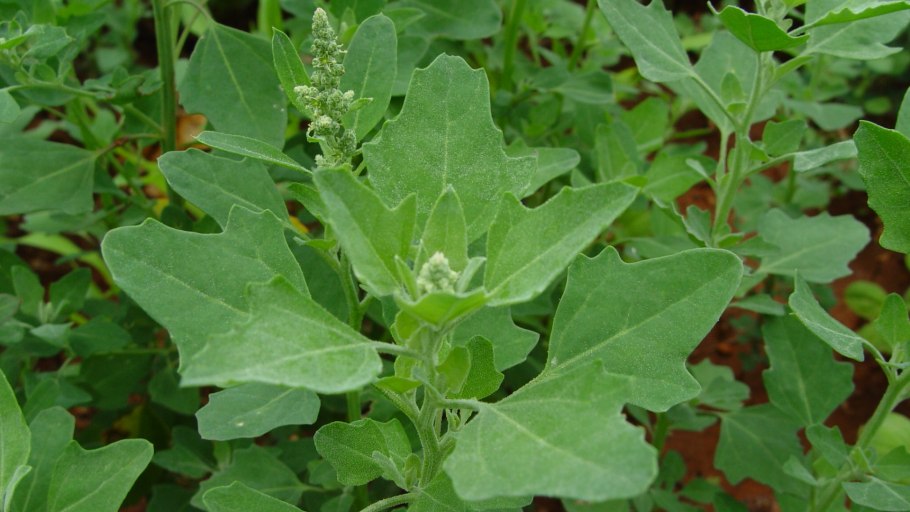 Chenopodium Vulvaria гербарий