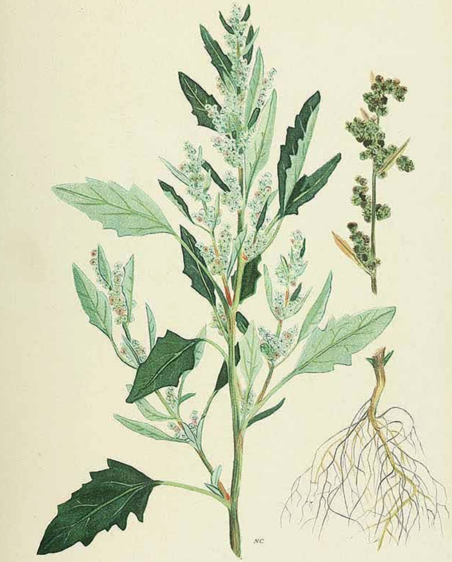 Лебеда копьелистная