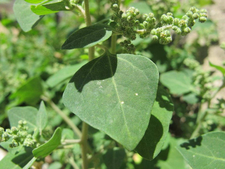 Марь белая Плантариум