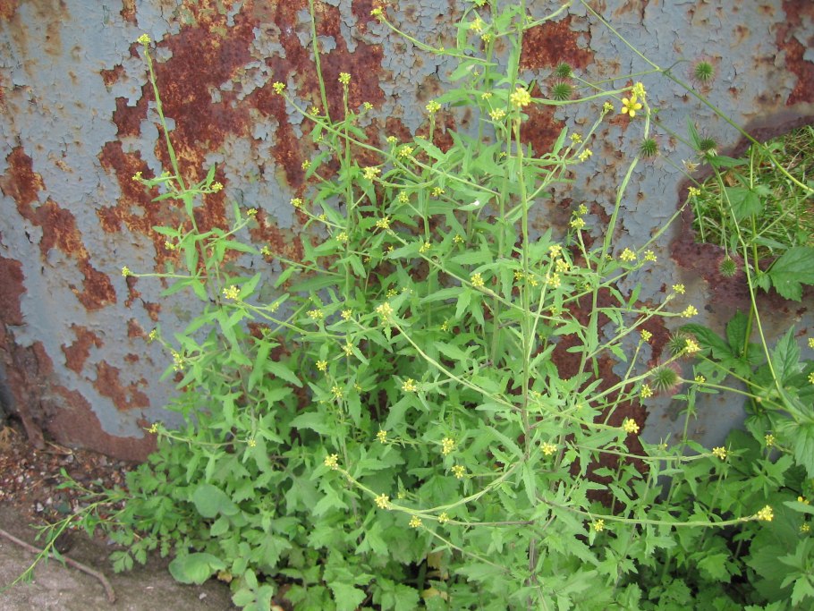 Щирица spinosus