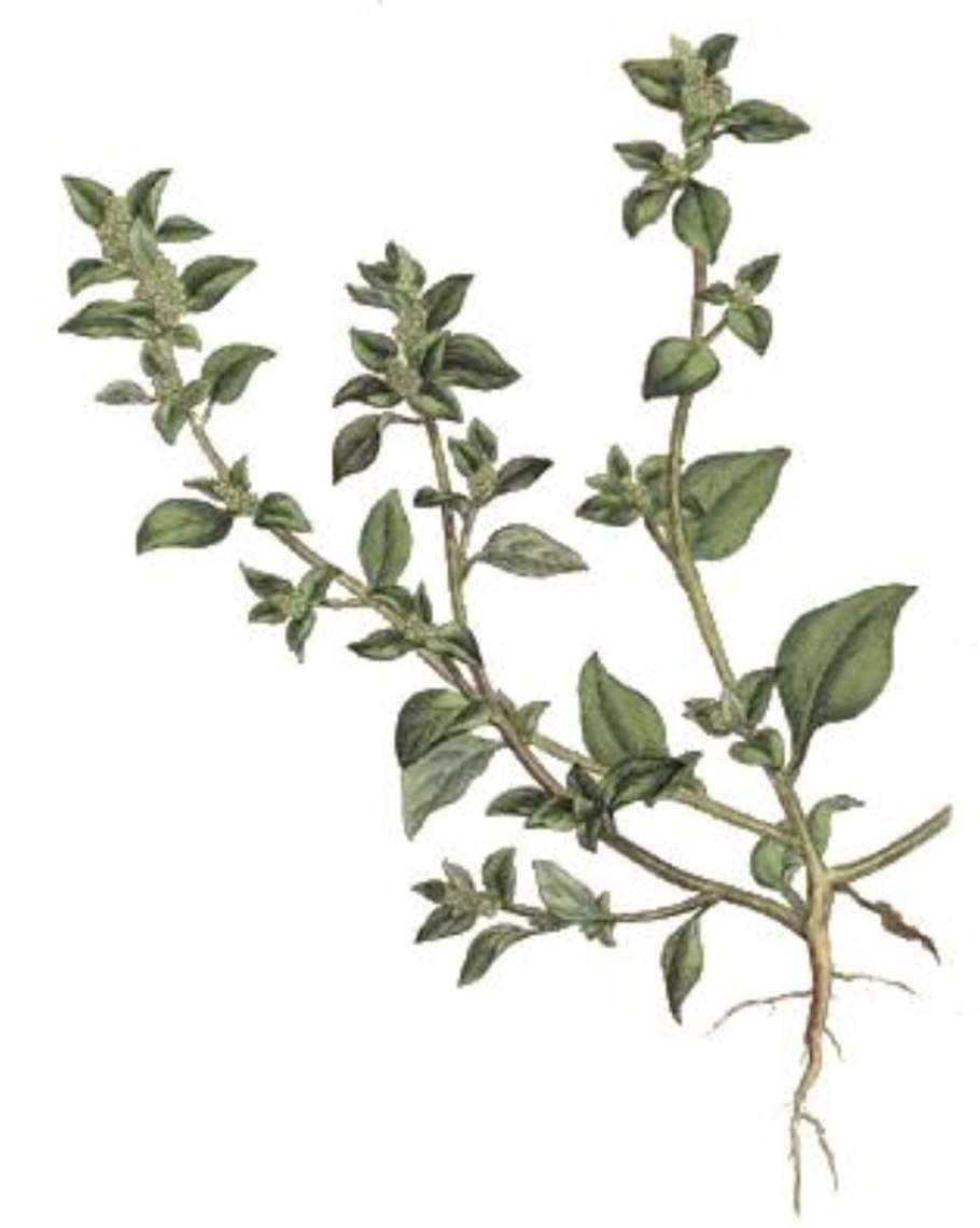 Сорняк вонючка