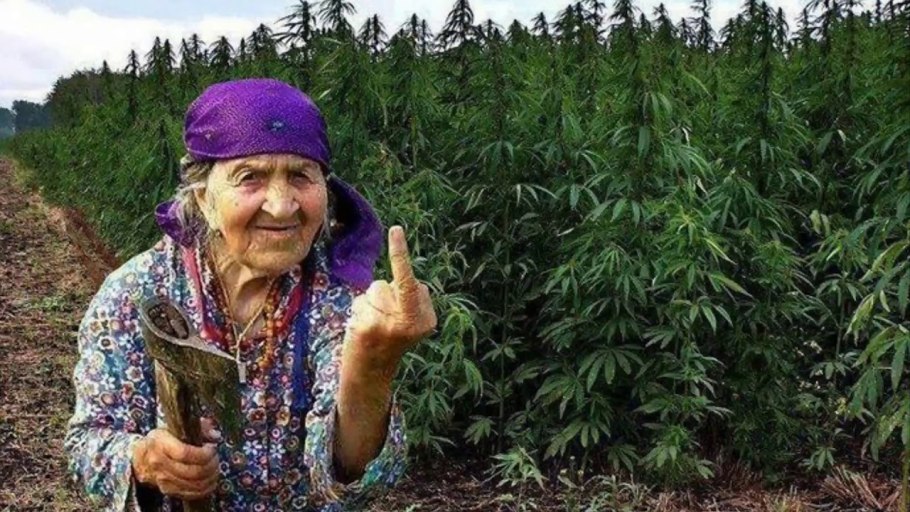 Лебеду, осот