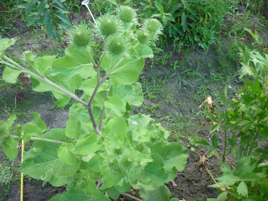 Как растет Хенди