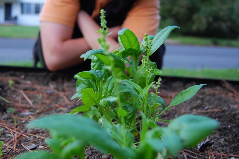 Лебеда копьелистная