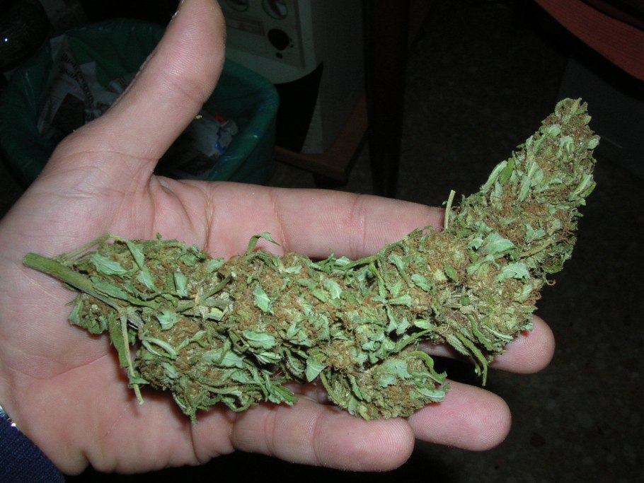 Лопух из нижней Слободки