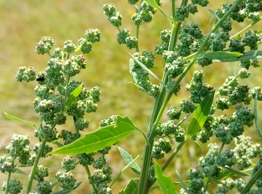 Chenopodium album