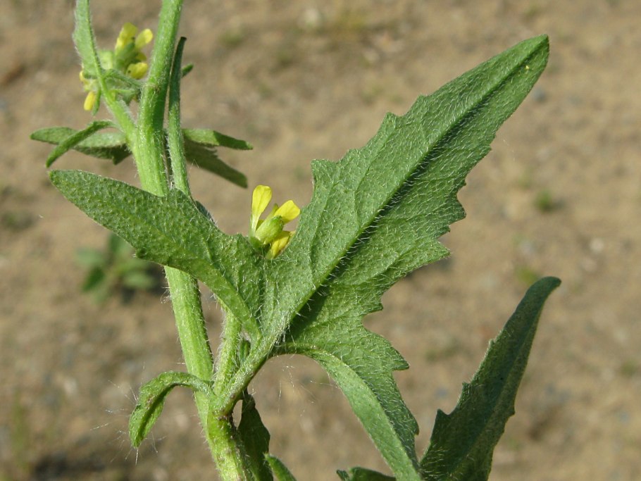 Мария Ивановна марихуана