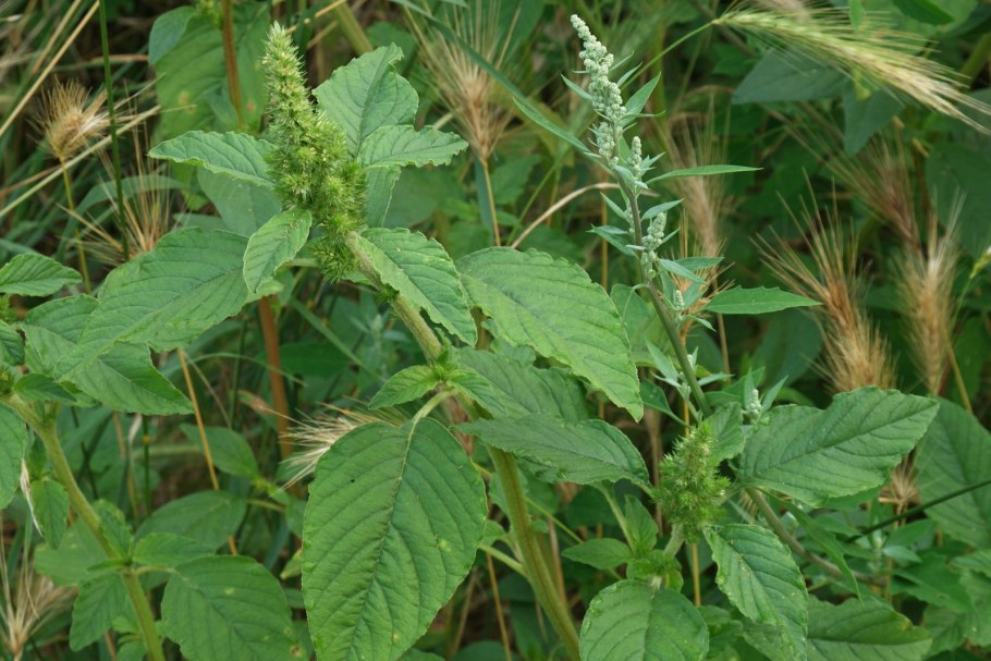 Щирица запрокинутая amaranthus retroflexus