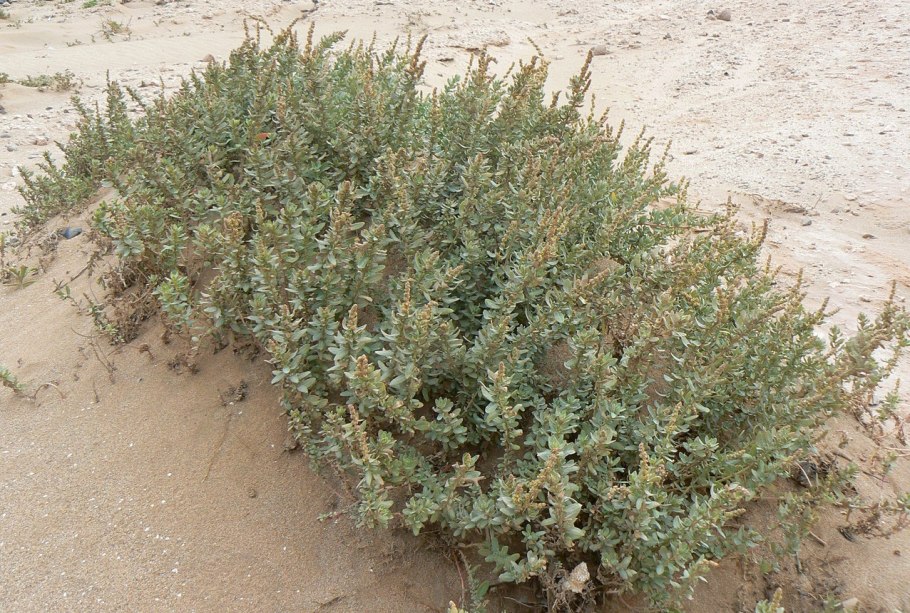 Амброзия циклахена