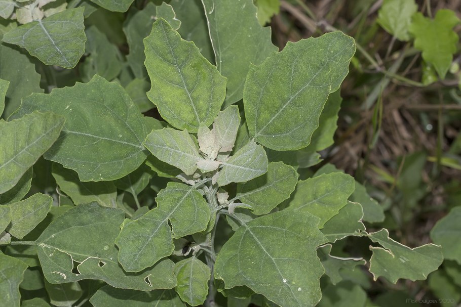 Lambsquarters растение