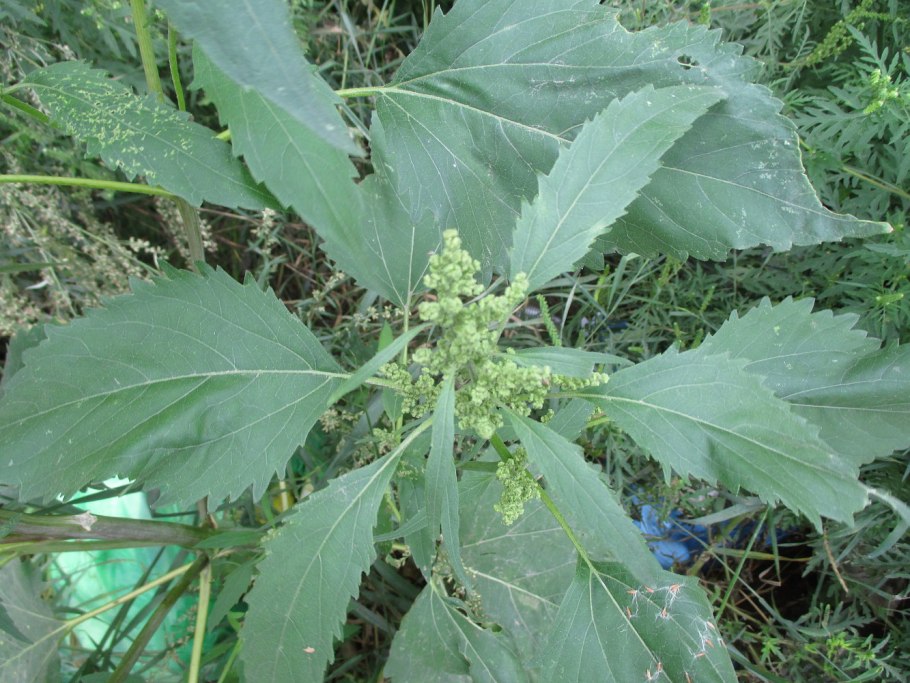 Lambsquarters растение